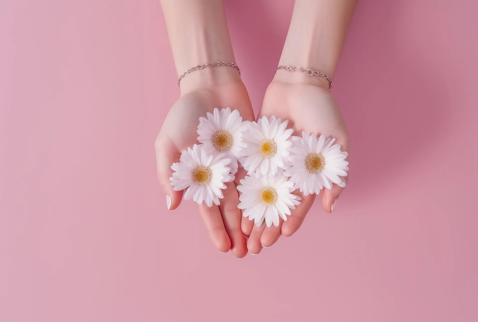 Hände halten weiße Gänseblümchen vor rosa Hintergrund